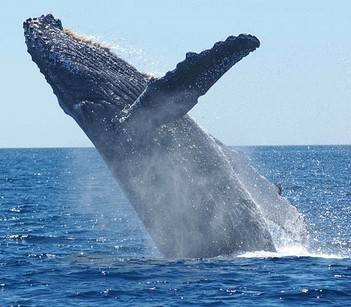 Une baleine à bosse qui sort de la mer