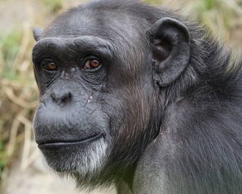 le visage d'un chimpanzé