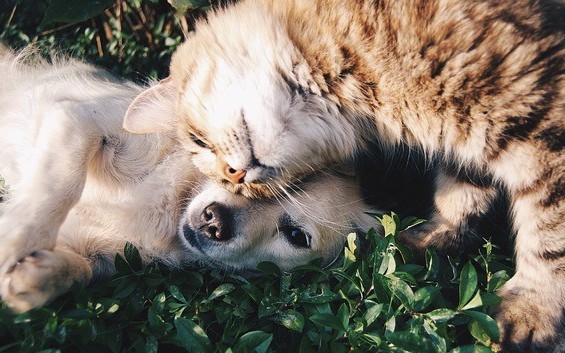 un chient et un chat dorment ensemble