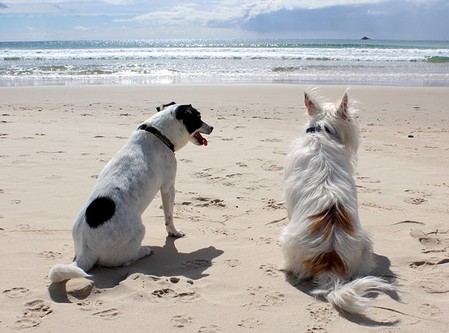 deux chiens en vacances sur la plage
