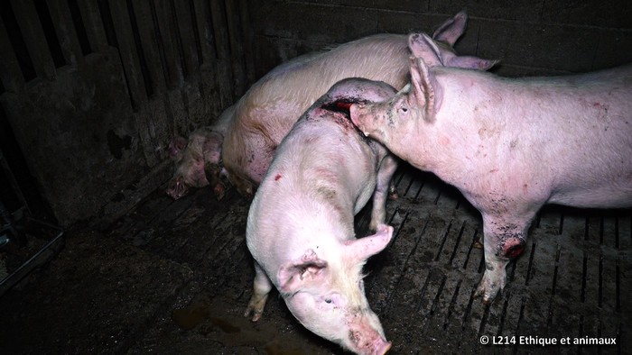 des cochons sales et blessés sur caillebotis