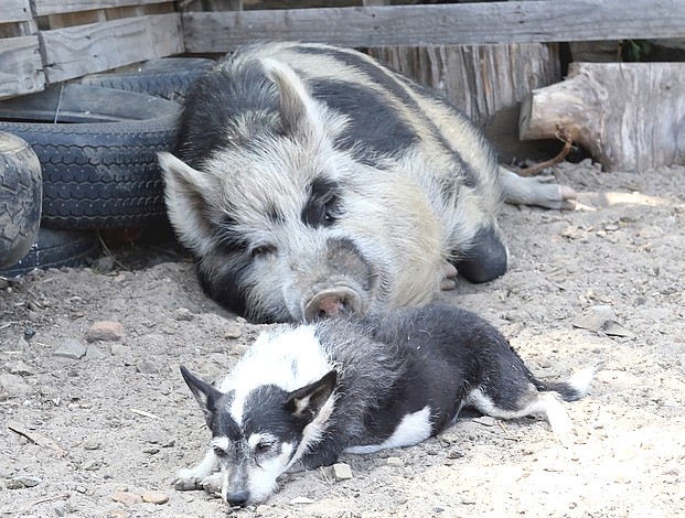 un cochon et un chien qui se reposent ensemble
