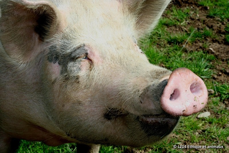 un cochon heureux en refuge