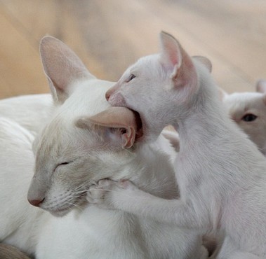 une chatte et son petit abyssin qui lui mord l'oreille