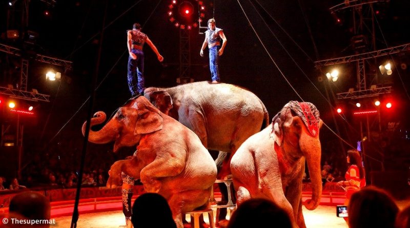 cirque-éléphants-piste