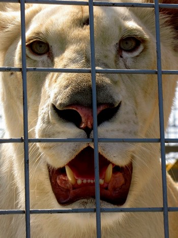 une lionne en cage