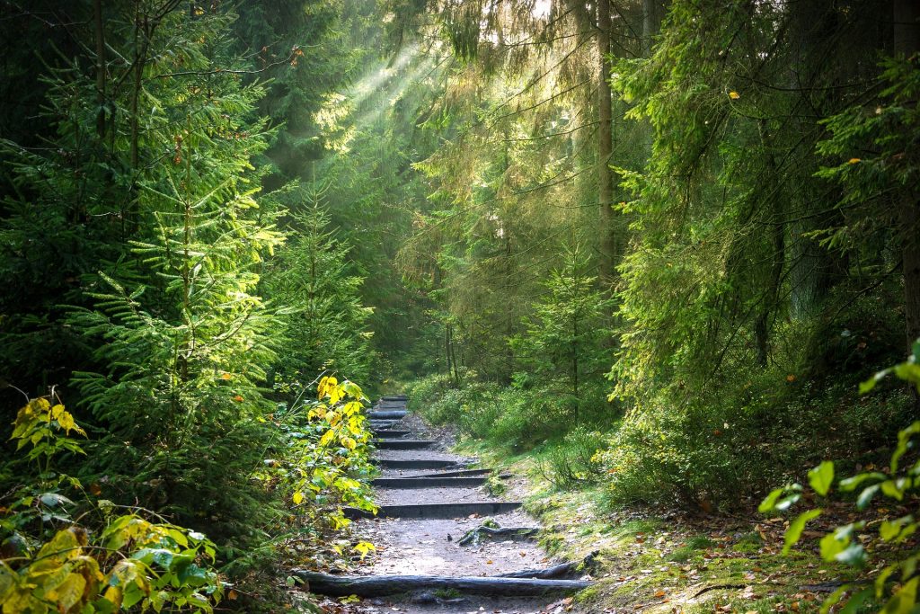 sentier cheminant dans la forêt