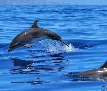 deux dauphins en liberté en pleine mer